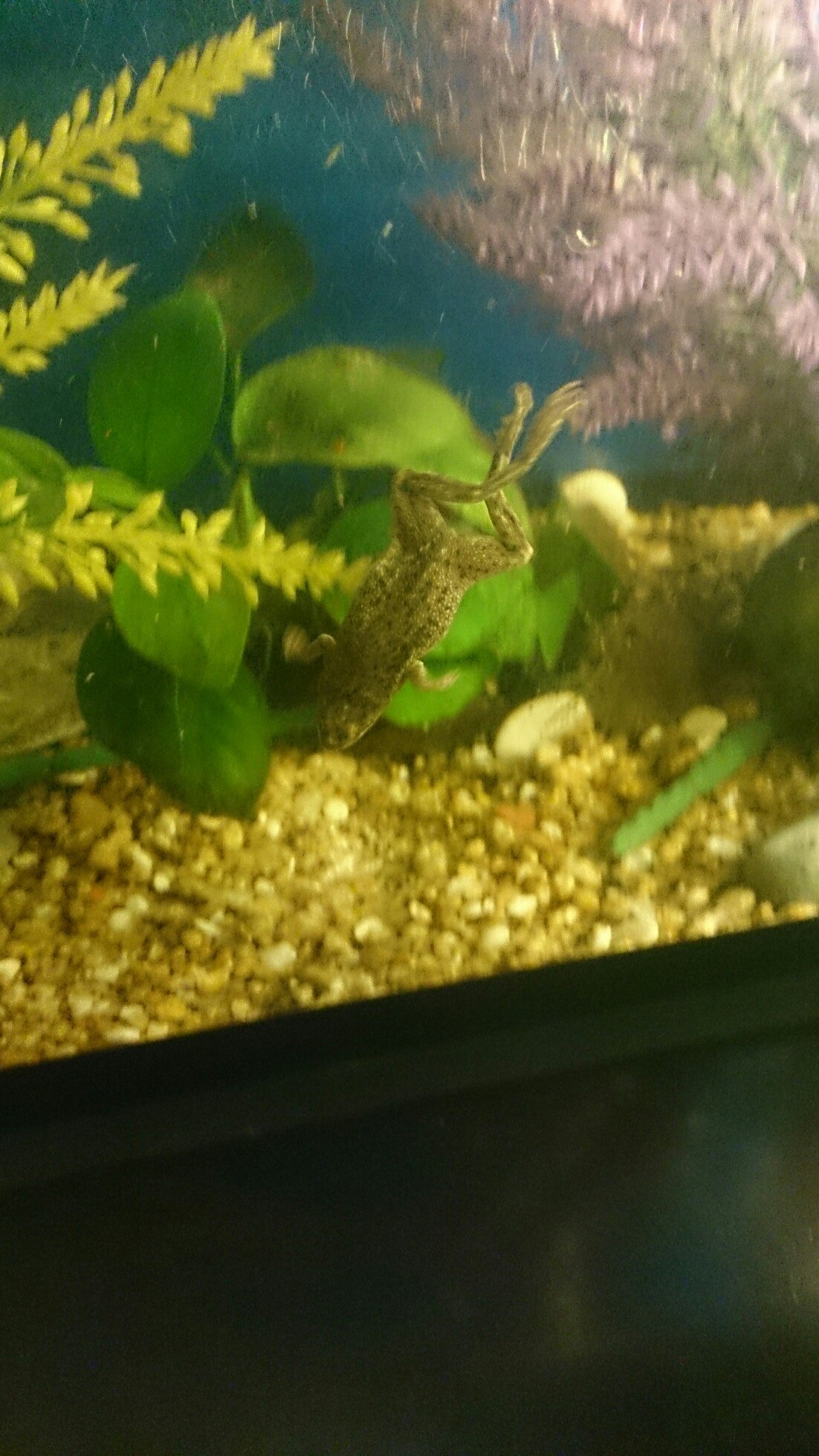 Frog_terrarium